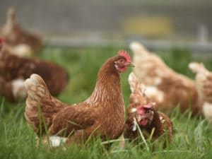 Lire la suite à propos de l’article Les volailles fermières de Maison de l’Aveyron